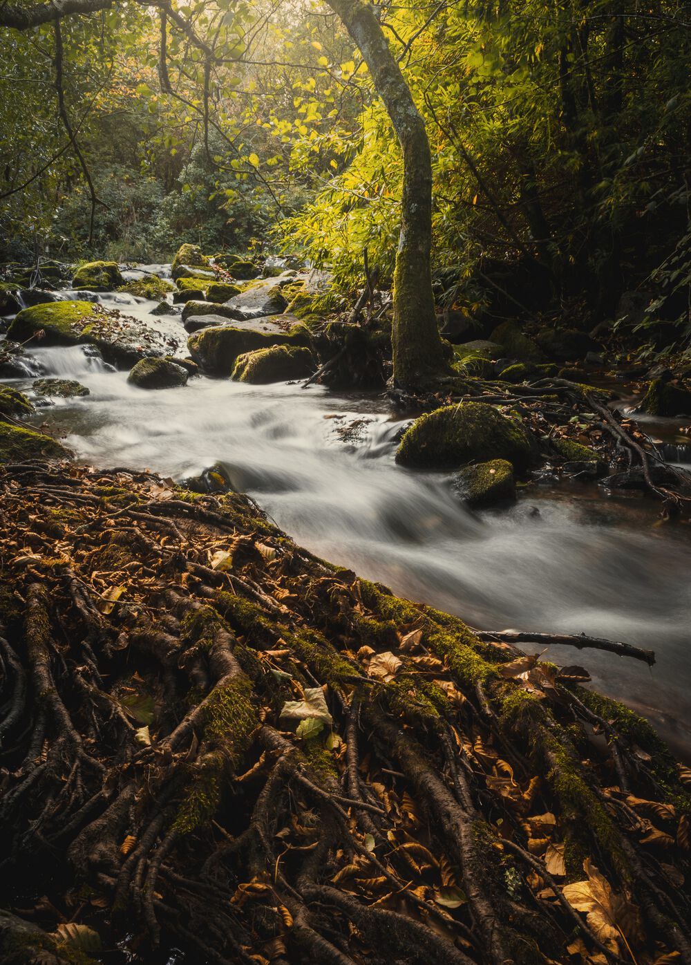 Forest river scene